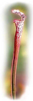 Sarracenia leucophyla - A pitcher plant growing in my front yard!